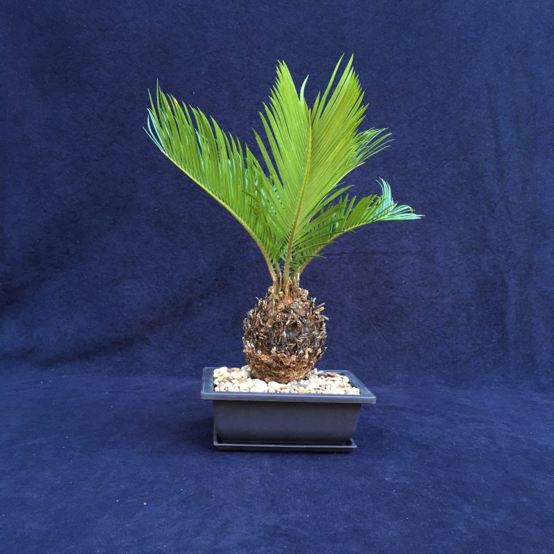 6 year old Sago Palm Bonsai Tree In 6" Pot - Image 6