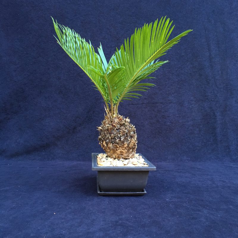 6 year old Sago Palm Bonsai Tree In 6" Pot - Image 7