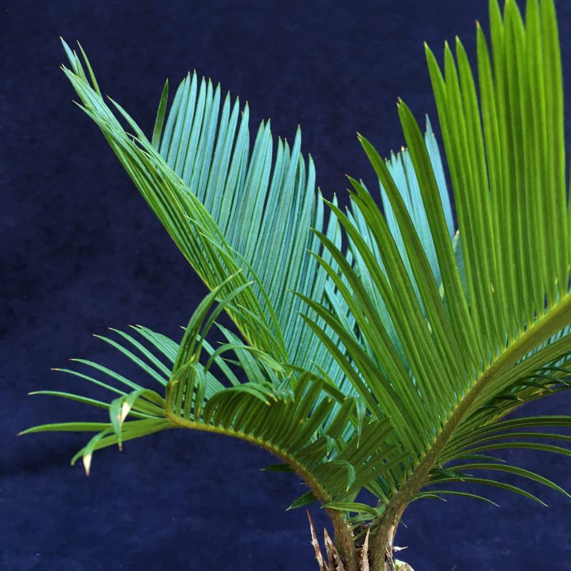 6 year old Sago Palm Bonsai Tree In 6" Pot - Image 8