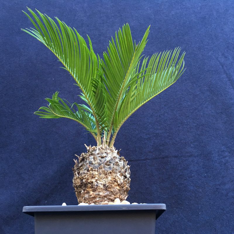 6 year old Sago Palm Bonsai Tree In 6" Pot - Image 9