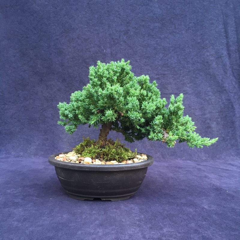 Juniper Bonsai Tree In 7" Plastic Bonsai Pot, (Greenmound Juniper), 6 Years, Evergreen Outdoor Bonsai