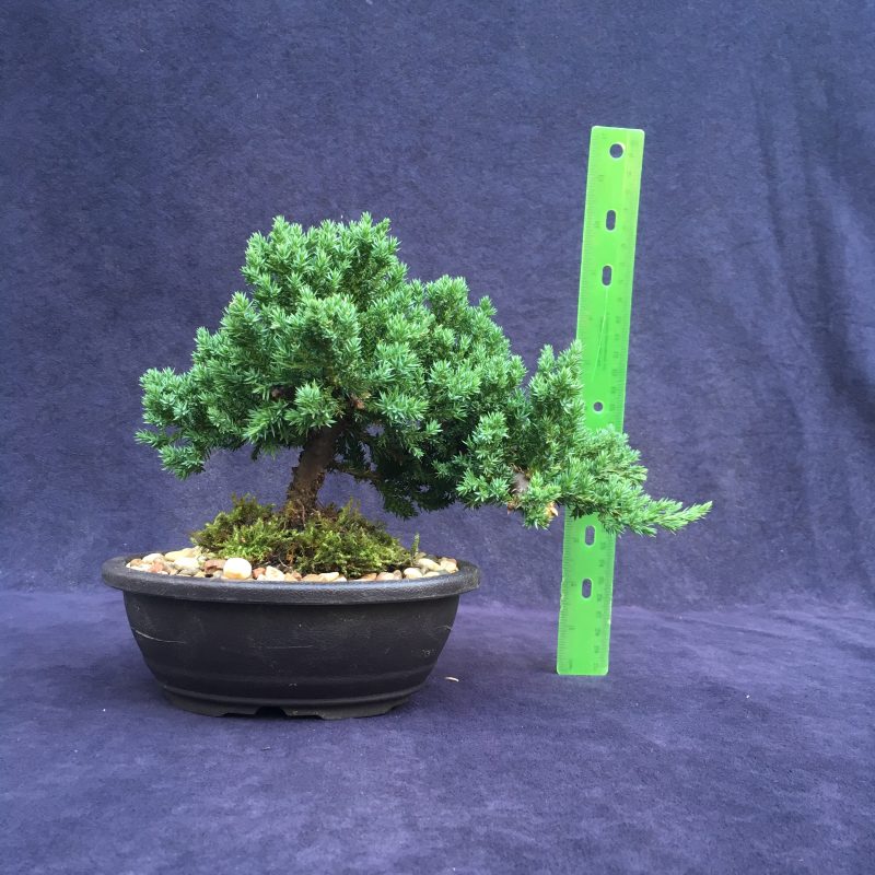 Juniper Bonsai Tree In 7" Plastic Bonsai Pot, (Greenmound Juniper), 6 Years, Evergreen Outdoor Bonsai - Image 2