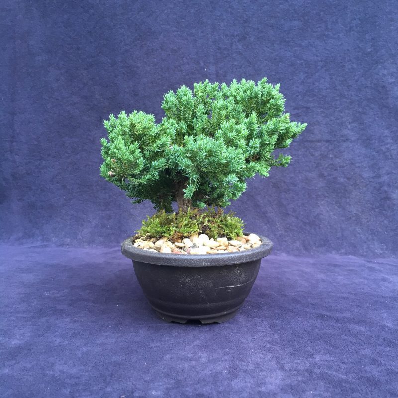 Juniper Bonsai Tree In 7" Plastic Bonsai Pot, (Greenmound Juniper), 6 Years, Evergreen Outdoor Bonsai - Image 4