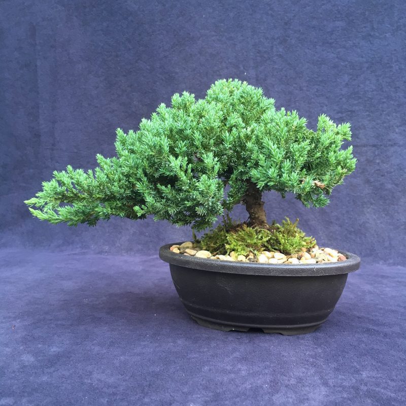 Juniper Bonsai Tree In 7" Plastic Bonsai Pot, (Greenmound Juniper), 6 Years, Evergreen Outdoor Bonsai - Image 5