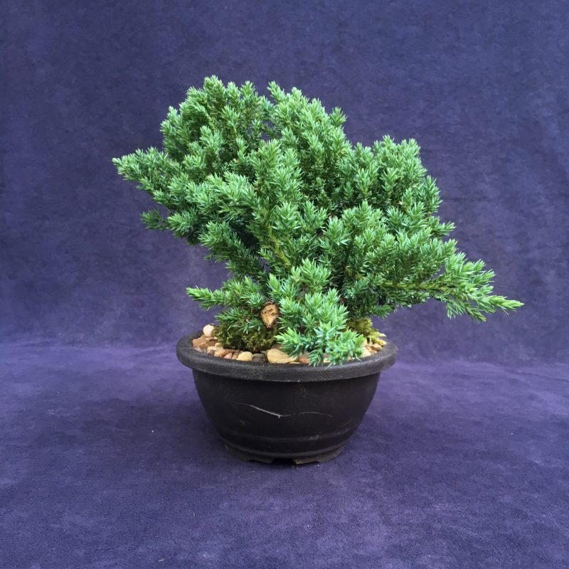 Juniper Bonsai Tree In 7" Plastic Bonsai Pot, (Greenmound Juniper), 6 Years, Evergreen Outdoor Bonsai - Image 6