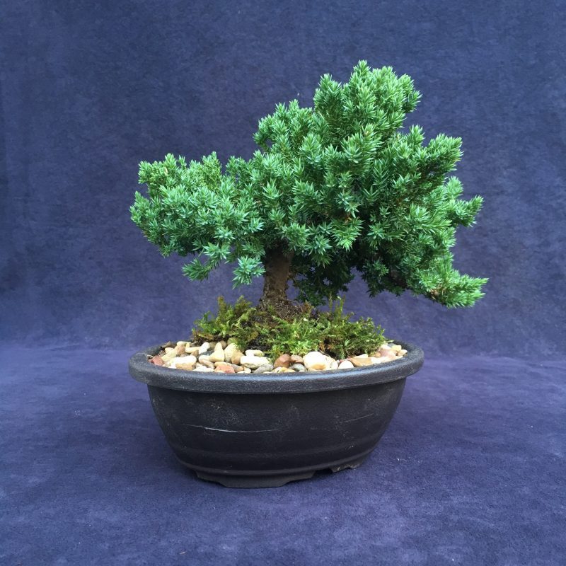 Juniper Bonsai Tree In 7" Plastic Bonsai Pot, (Greenmound Juniper), 6 Years, Evergreen Outdoor Bonsai - Image 7