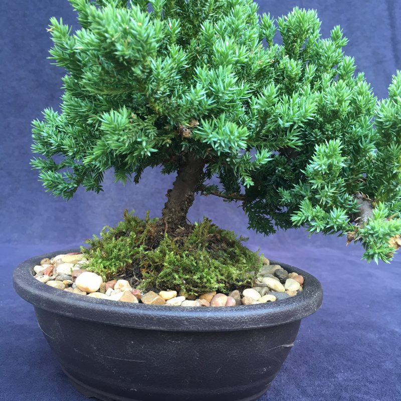 Juniper Bonsai Tree In 7" Plastic Bonsai Pot, (Greenmound Juniper), 6 Years, Evergreen Outdoor Bonsai - Image 9