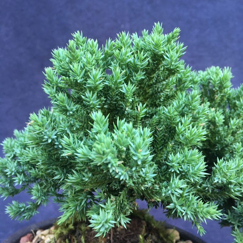 Juniper Bonsai Tree In 7" Plastic Bonsai Pot, (Greenmound Juniper), 6 Years, Evergreen Outdoor Bonsai - Image 10