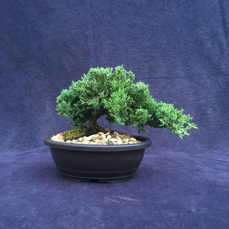 Juniper Bonsai Tree In 7" Plastic Bonsai Pot, (Greenmound Juniper), 6 Years, Evergreen Outdoor Bonsai