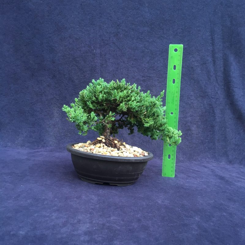 Juniper Bonsai Tree In 7" Plastic Bonsai Pot, (Greenmound Juniper), 6 Years, Evergreen Outdoor Bonsai - Image 2