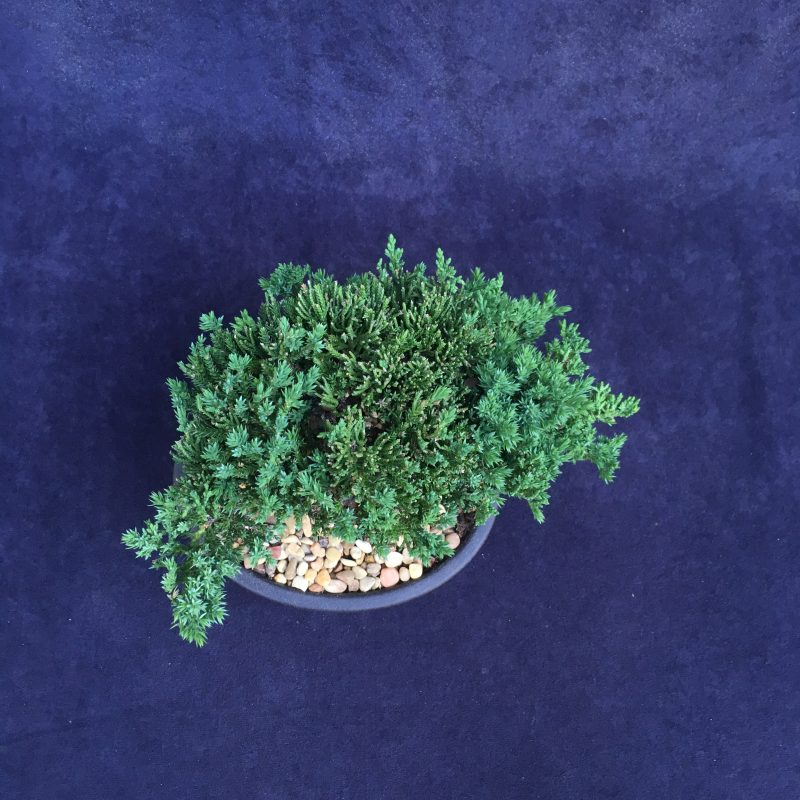 Juniper Bonsai Tree In 7" Plastic Bonsai Pot, (Greenmound Juniper), 6 Years, Evergreen Outdoor Bonsai - Image 9