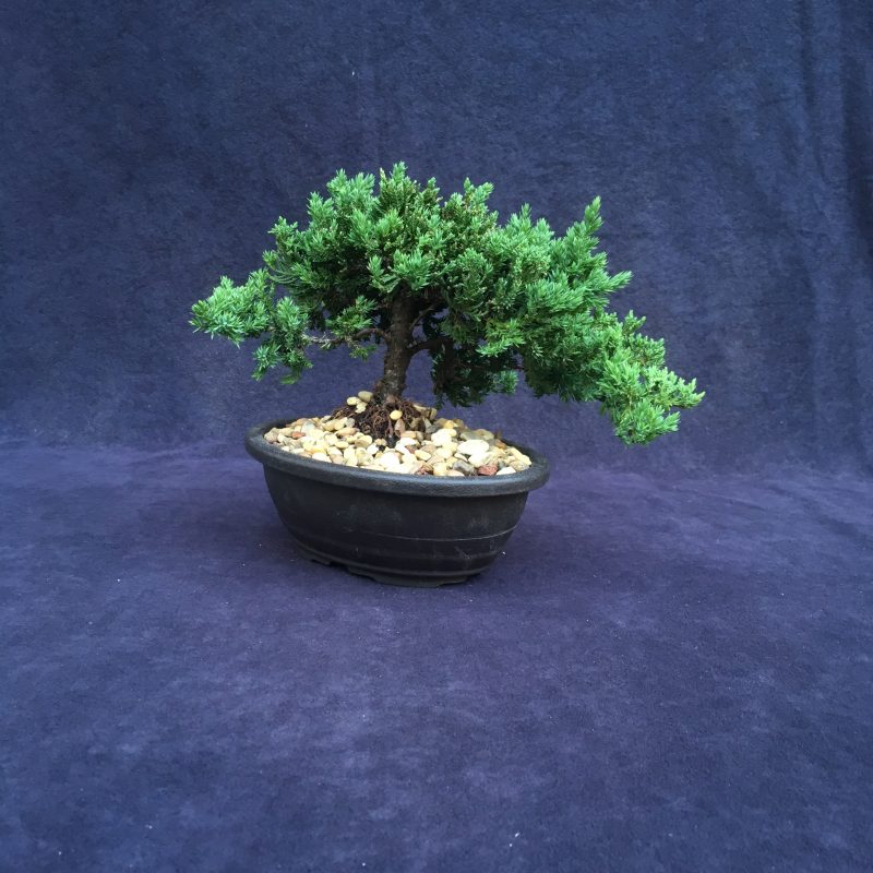 Juniper Bonsai Tree In 7" Plastic Bonsai Pot, (Greenmound Juniper), 6 Years, Evergreen Outdoor Bonsai - Image 3