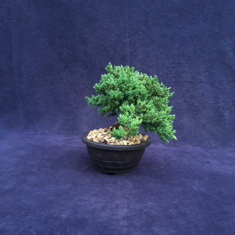 Juniper Bonsai Tree In 7" Plastic Bonsai Pot, (Greenmound Juniper), 6 Years, Evergreen Outdoor Bonsai - Image 5