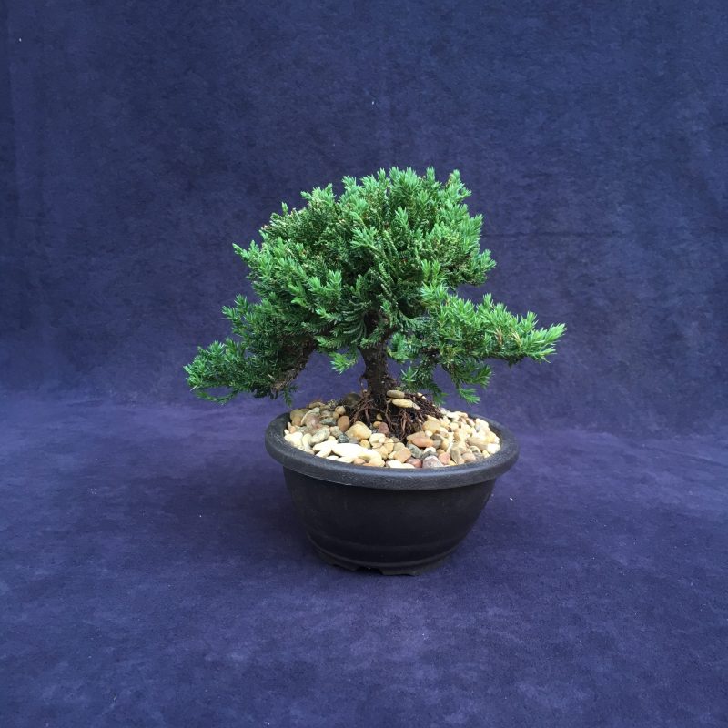 Juniper Bonsai Tree In 7" Plastic Bonsai Pot, (Greenmound Juniper), 6 Years, Evergreen Outdoor Bonsai - Image 4