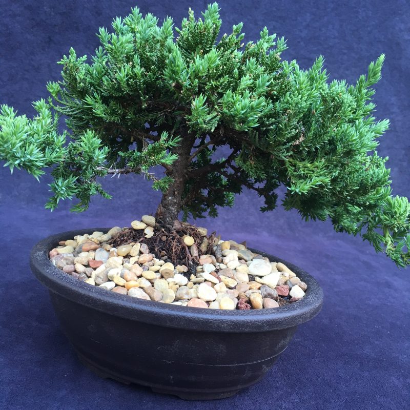 Juniper Bonsai Tree In 7" Plastic Bonsai Pot, (Greenmound Juniper), 6 Years, Evergreen Outdoor Bonsai - Image 7