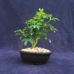 Schefflera Bonsai Tree In 7" Plastic Bonsai Pot, (Hawaiian Umbrella), 3 Years, Great Indoor Bonsai Tree