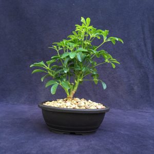 Schefflera Bonsai Tree In 7" Plastic Bonsai Pot, (Hawaiian Umbrella), 3 Years, Great Indoor Bonsai Tree