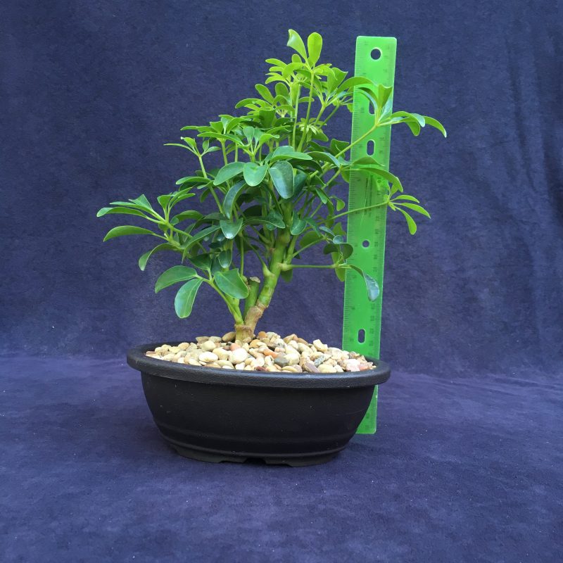 Schefflera Bonsai Tree In 7" Plastic Bonsai Pot, (Hawaiian Umbrella), 3 Years, Great Indoor Bonsai Tree - Image 2