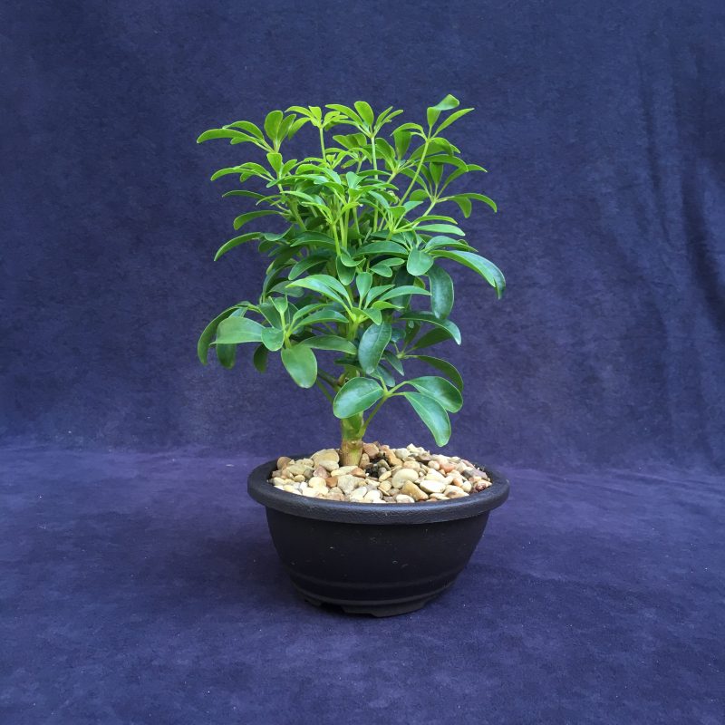 Schefflera Bonsai Tree In 7" Plastic Bonsai Pot, (Hawaiian Umbrella), 3 Years, Great Indoor Bonsai Tree - Image 4