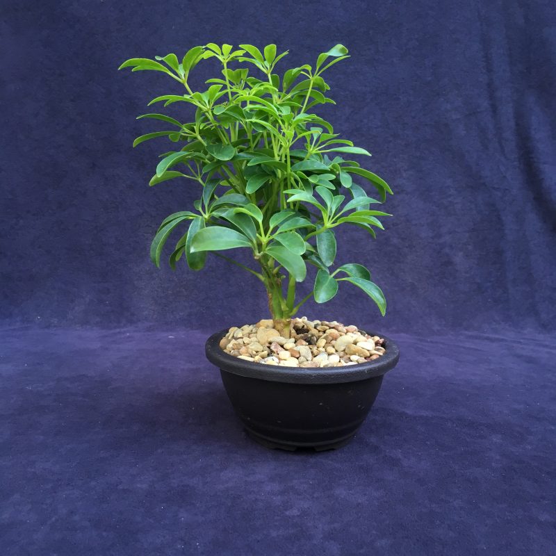 Schefflera Bonsai Tree In 7" Plastic Bonsai Pot, (Hawaiian Umbrella), 3 Years, Great Indoor Bonsai Tree - Image 5