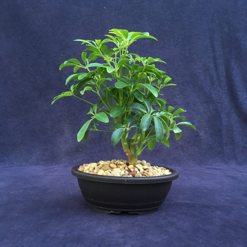 Schefflera Bonsai Tree In 7" Plastic Bonsai Pot, (Hawaiian Umbrella), 3 Years, Great Indoor Bonsai Tree - Image 6