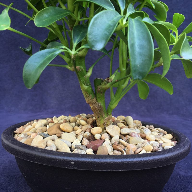 Schefflera Bonsai Tree In 7" Plastic Bonsai Pot, (Hawaiian Umbrella), 3 Years, Great Indoor Bonsai Tree - Image 9