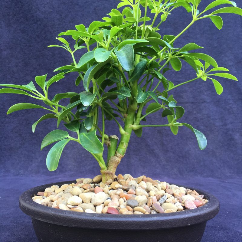 Schefflera Bonsai Tree In 7" Plastic Bonsai Pot, (Hawaiian Umbrella), 3 Years, Great Indoor Bonsai Tree - Image 11