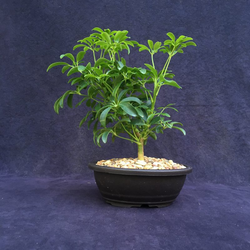 Schefflera Bonsai Tree In 7" Plastic Bonsai Pot, (Hawaiian Umbrella), 3 Years, Great Indoor Bonsai