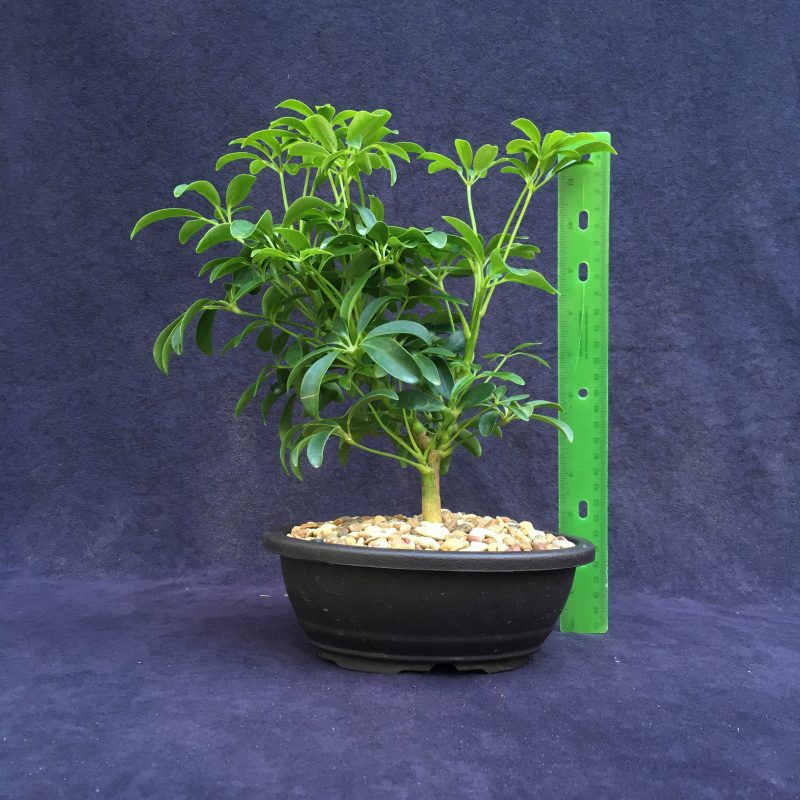 Schefflera Bonsai Tree In 7" Plastic Bonsai Pot, (Hawaiian Umbrella), 3 Years, Great Indoor Bonsai - Image 2