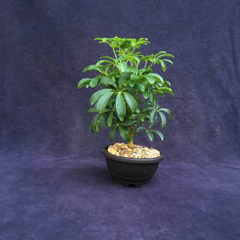 Schefflera Bonsai Tree In 7" Plastic Bonsai Pot, (Hawaiian Umbrella), 3 Years, Great Indoor Bonsai - Image 6