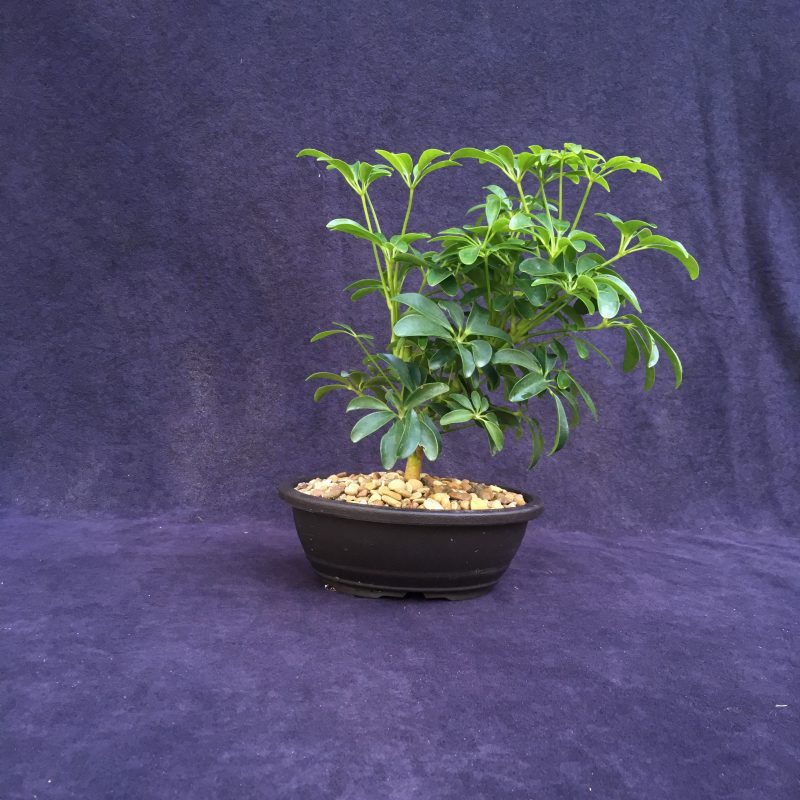 Schefflera Bonsai Tree In 7" Plastic Bonsai Pot, (Hawaiian Umbrella), 3 Years, Great Indoor Bonsai - Image 5