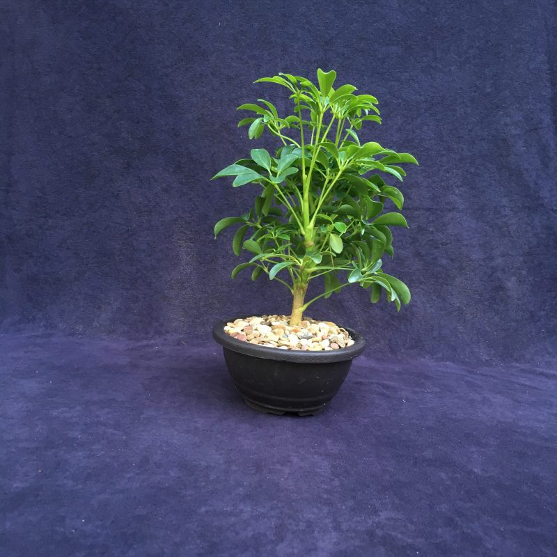 Schefflera Bonsai Tree In 7" Plastic Bonsai Pot, (Hawaiian Umbrella), 3 Years, Great Indoor Bonsai - Image 7