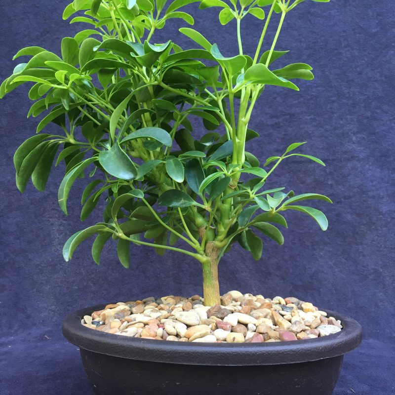 Schefflera Bonsai Tree In 7" Plastic Bonsai Pot, (Hawaiian Umbrella), 3 Years, Great Indoor Bonsai - Image 4