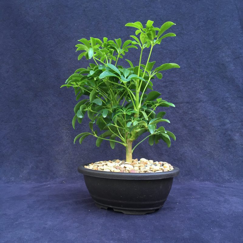 Schefflera Bonsai Tree In 7" Plastic Bonsai Pot, (Hawaiian Umbrella), 3 Years, Great Indoor Bonsai - Image 3