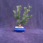 japanese yew bonsai tree