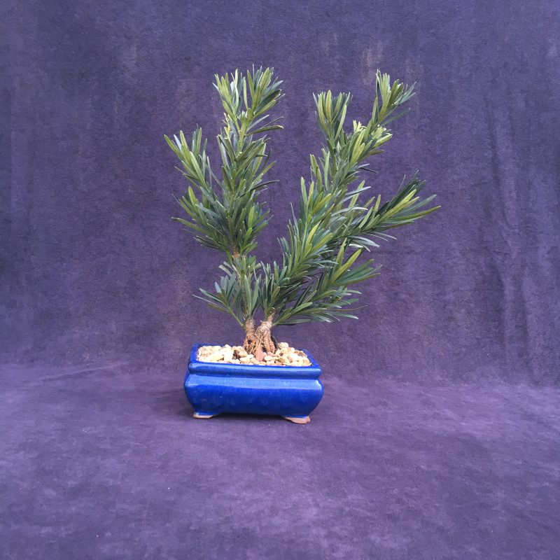 japanese yew bonsai tree