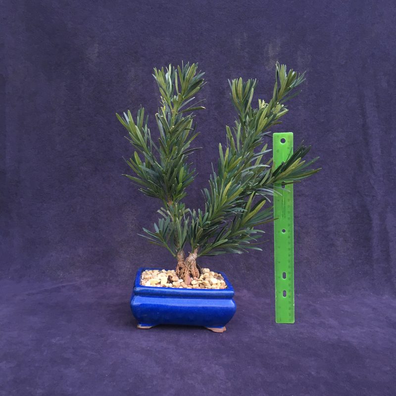 Unique Japanese Yew Double Trunk Bonsai Tree In 6"  Pot - Image 2