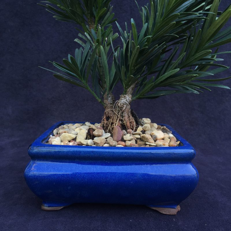 Unique Japanese Yew Double Trunk Bonsai Tree In 6"  Pot - Image 9