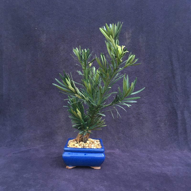 Unique Japanese Yew Double Trunk Bonsai Tree In 6"  Pot - Image 6