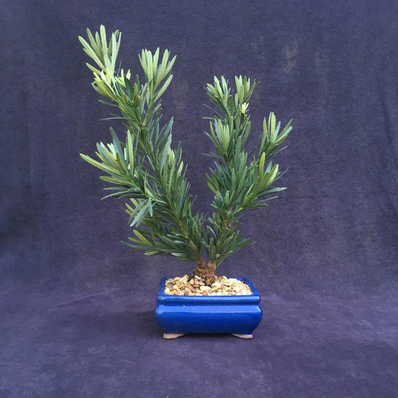 Unique Japanese Yew Double Trunk Bonsai Tree In 6"  Pot - Image 3