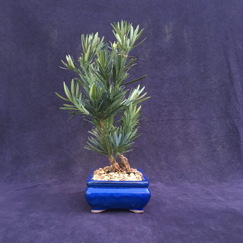 Unique Japanese Yew Double Trunk Bonsai Tree In 6"  Pot - Image 5