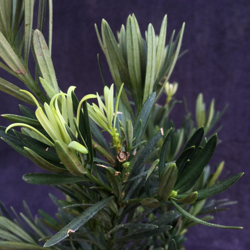 Unique Japanese Yew Double Trunk Bonsai Tree In 6"  Pot - Image 11