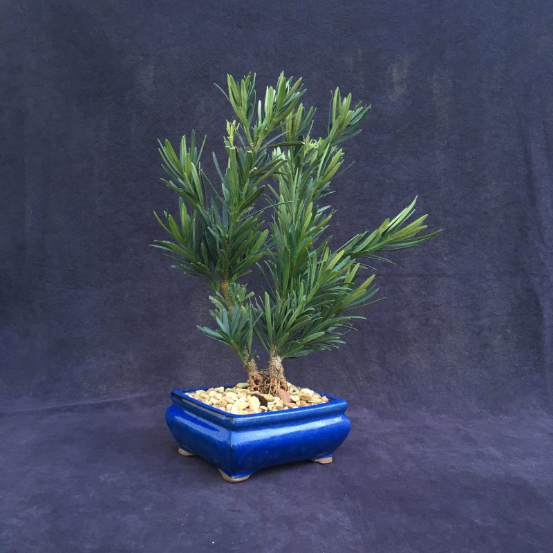 Unique Japanese Yew Double Trunk Bonsai Tree In 6"  Pot - Image 4