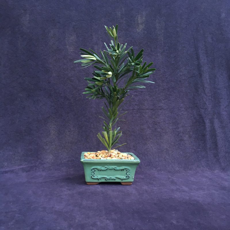 podocarpus japanese yew bonsai