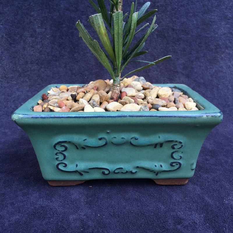 Japanese Yew Bonsai Tree In 6" Glazed Ceramic Bonsai Pot - Image 9