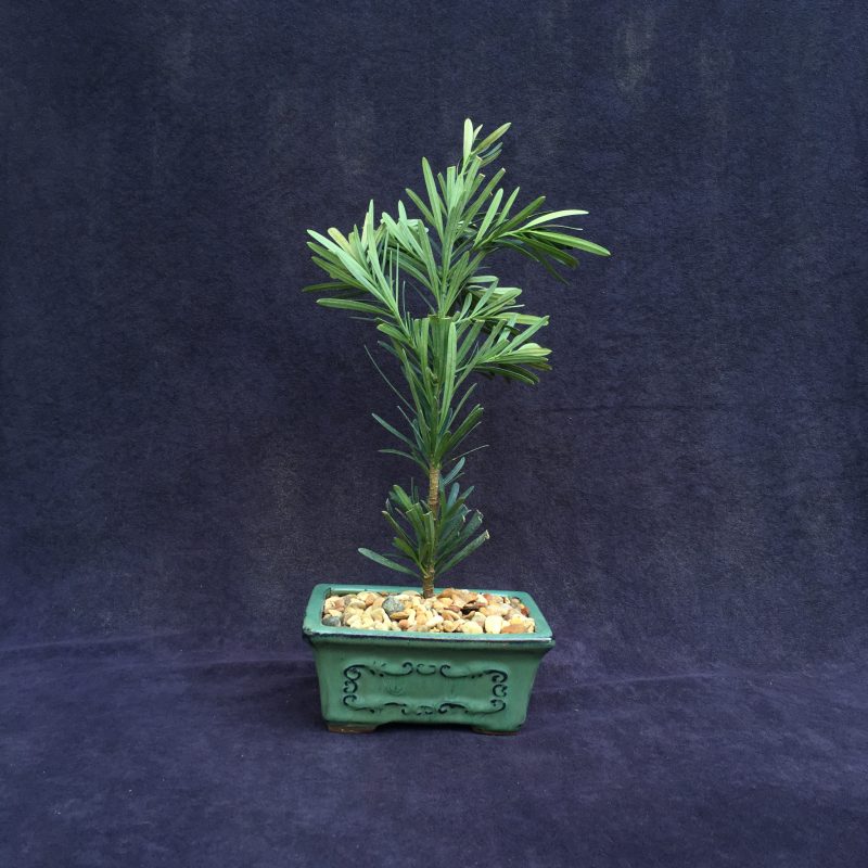 Japanese Yew Bonsai Tree In 6" Glazed Ceramic Bonsai Pot - Image 3