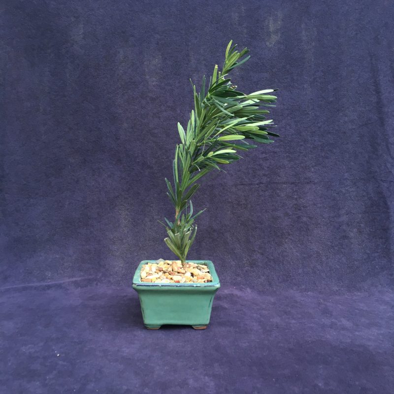 Japanese Yew Bonsai Tree In 6" Glazed Ceramic Bonsai Pot - Image 7