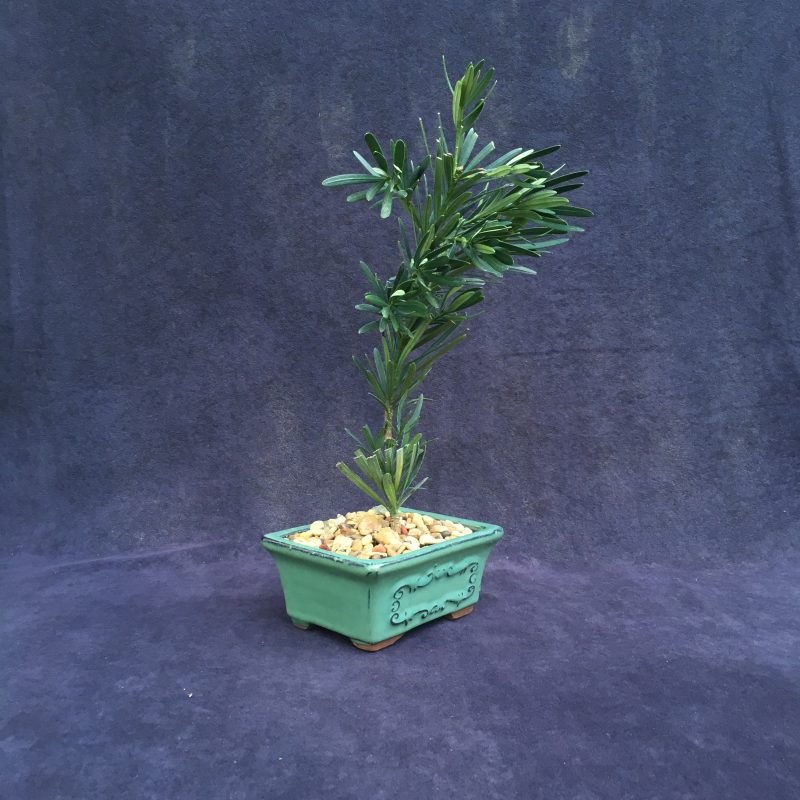 Japanese Yew Bonsai Tree In 6" Glazed Ceramic Bonsai Pot - Image 6