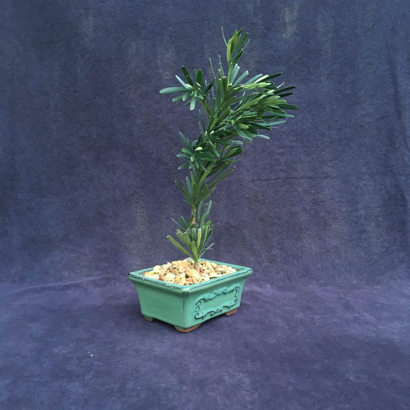 Japanese Yew Bonsai Tree In 6" Glazed Ceramic Bonsai Pot - Image 5