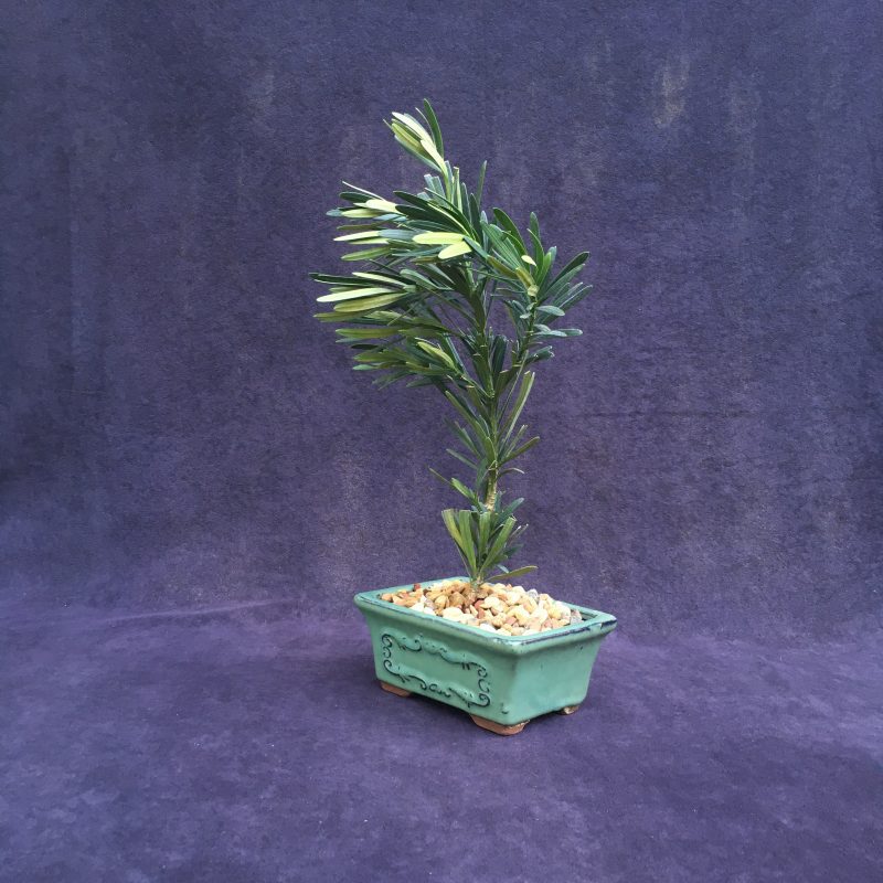 Japanese Yew Bonsai Tree In 6" Glazed Ceramic Bonsai Pot - Image 4